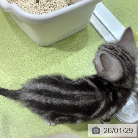 アメリカンショートヘアの写真