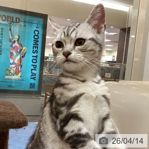 アメリカンショートヘアの写真