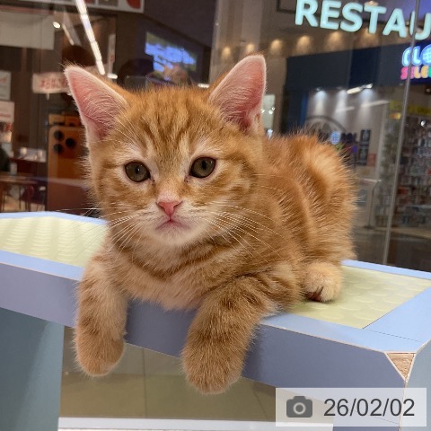 熊本県のアメリカンショートヘアー (ペットプラス 熊本店/2025年11月27日生まれ/男の子/レッドタビー)の子猫の4枚目の画像