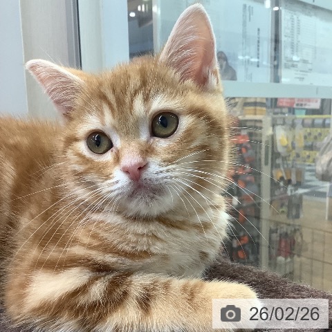 沖縄県のアメリカンショートヘアー (ペットプラス 南風原店/2025年11月27日生まれ/男の子/レッドタビー)の子猫の4枚目の画像