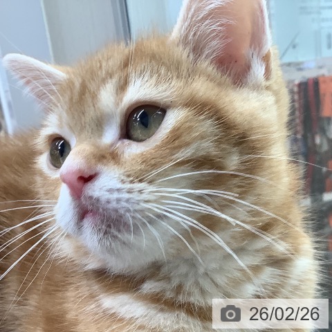 沖縄県のアメリカンショートヘアー (ペットプラス 南風原店/2025年11月27日生まれ/男の子/レッドタビー)の子猫の3枚目の画像