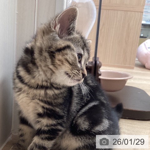 アメリカンショートヘアの写真