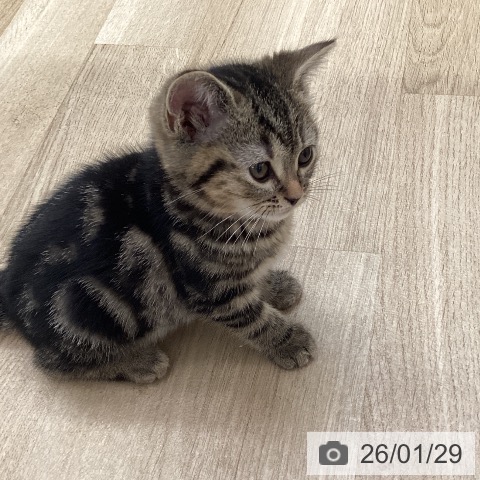 福岡県のアメリカンショートヘアー (ペットプラス ららぽーと福岡店/2025年11月27日生まれ/女の子/ブラウンタビー)の子猫の4枚目の画像