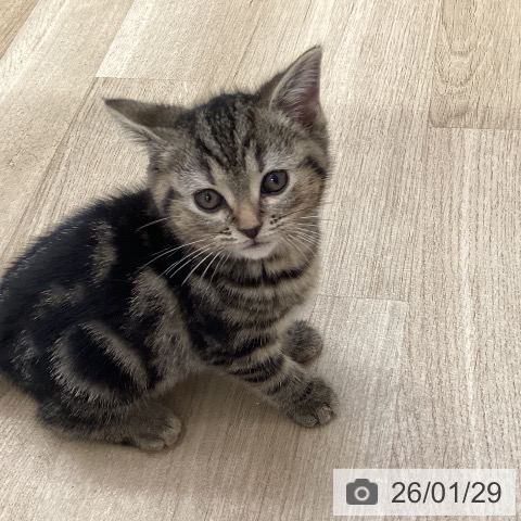 福岡県のアメリカンショートヘアー (ペットプラス ららぽーと福岡店/2025年11月27日生まれ/女の子/ブラウンタビー)の子猫の4枚目の画像