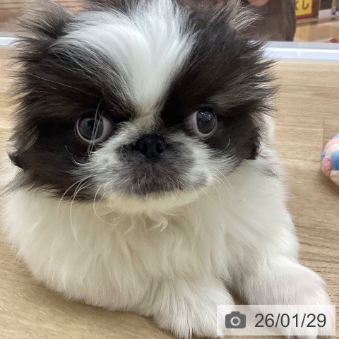宮崎県のペキニーズ (ペットプラス 宮崎店/2025年11月24日生まれ/男の子/パーティーカラー)の子犬の4枚目の画像