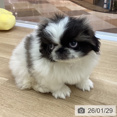 宮崎県のペキニーズ (ペットプラス 宮崎店/2025年11月24日生まれ/男の子/パーティーカラー)の子犬の3枚目の画像