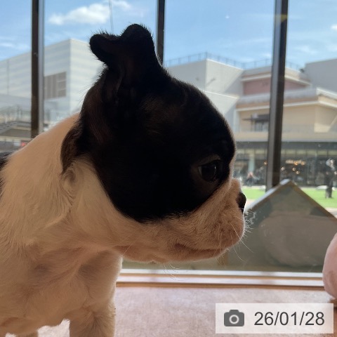 ボストン・テリアの写真