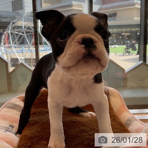 ボストン・テリアの写真