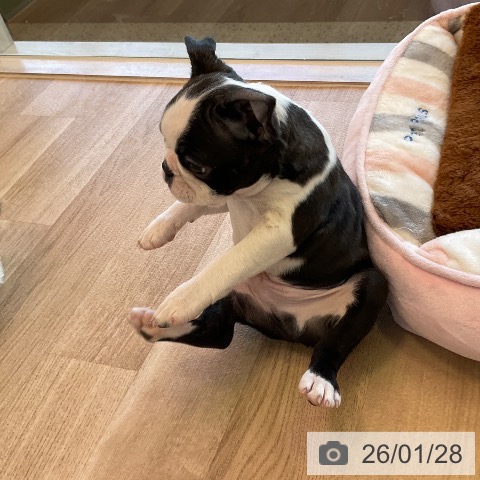 ボストン・テリアの写真