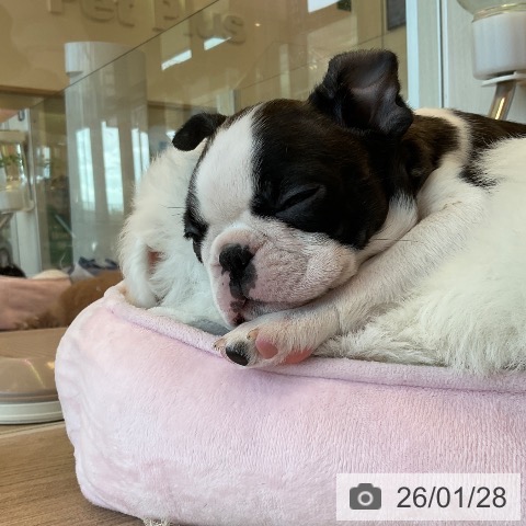 ボストン・テリアの写真