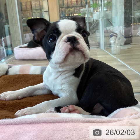 ボストン・テリアの写真