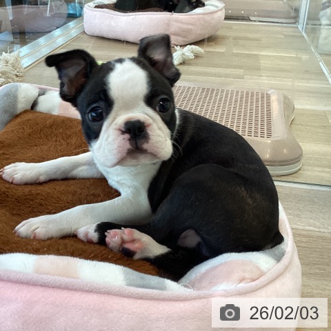 ボストン・テリアの写真