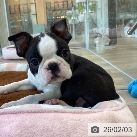 ボストン・テリアの写真