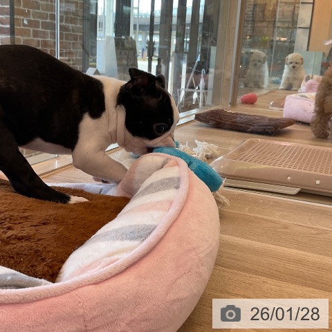 福岡県のボストンテリア (ペットプラス ららぽーと福岡店/2025年11月22日生まれ/男の子/ボストンカラー)の子犬の4枚目の画像