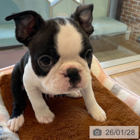 福岡県のボストンテリア (ペットプラス ららぽーと福岡店/2025年11月22日生まれ/男の子/ボストンカラー)の子犬の3枚目の画像