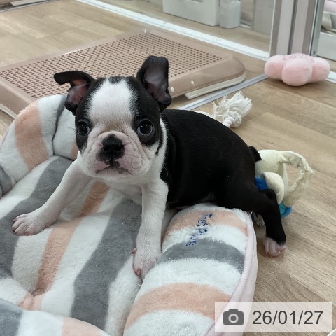 ボストン・テリアの写真