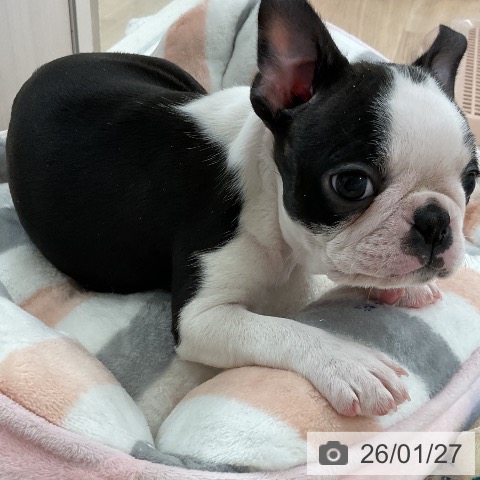 ボストン・テリアの写真