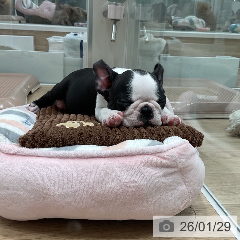 ボストン・テリアの写真