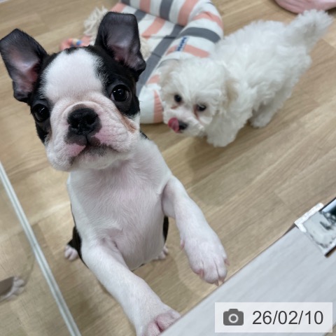 ボストン・テリアの写真