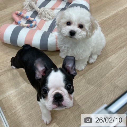 ボストン・テリアの写真