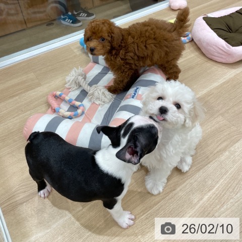 ボストン・テリアの写真