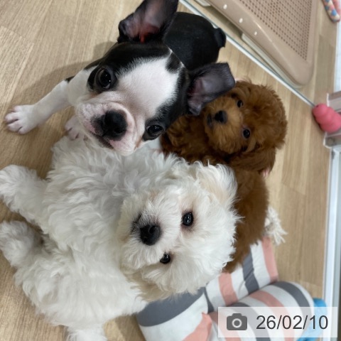 ボストン・テリアの写真