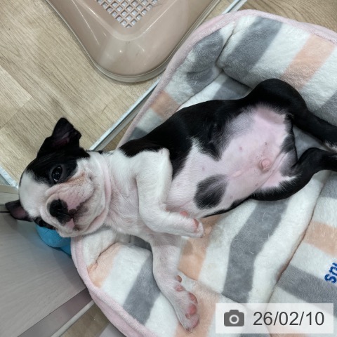 ボストン・テリアの写真