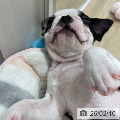 ボストン・テリアの写真