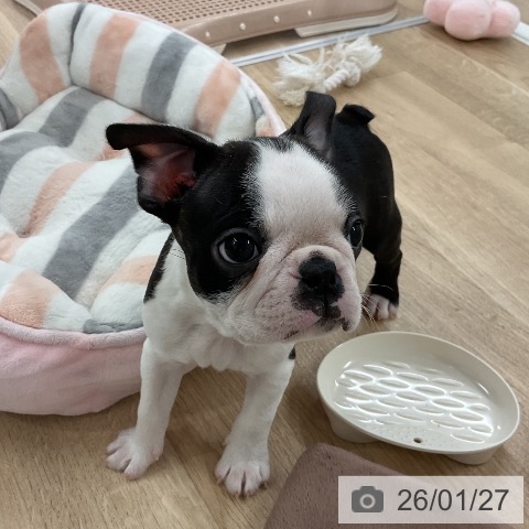 福岡県のボストンテリア (ペットプラス 八幡東店/2025年11月22日生まれ/男の子/ボストンカラー)の子犬の4枚目の画像
