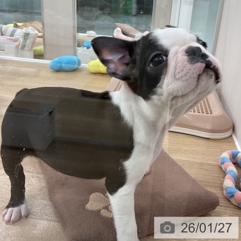福岡県のボストンテリア (ペットプラス 八幡東店/2025年11月22日生まれ/男の子/ボストンカラー)の子犬の3枚目の画像