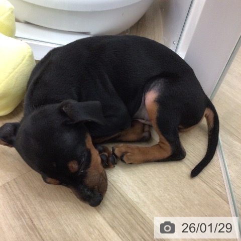 ミニチュア・ピンシャーの写真