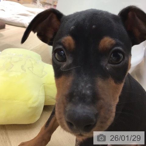 ミニチュア・ピンシャーの写真