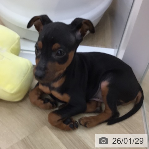 ミニチュア・ピンシャーの写真