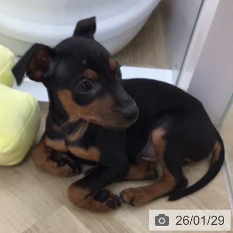 ミニチュア・ピンシャーの写真