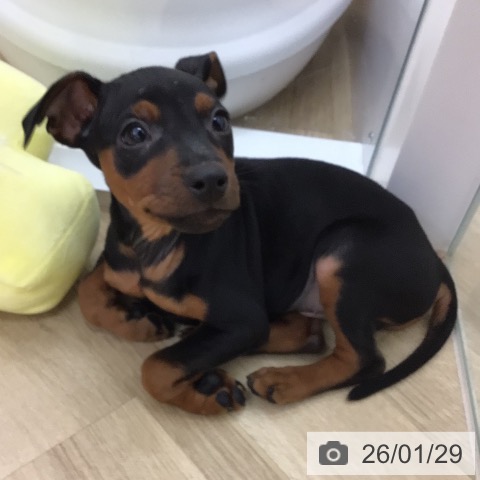 ミニチュア・ピンシャーの写真