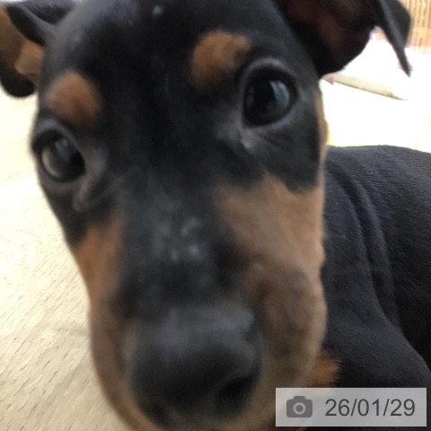 ミニチュア・ピンシャーの写真