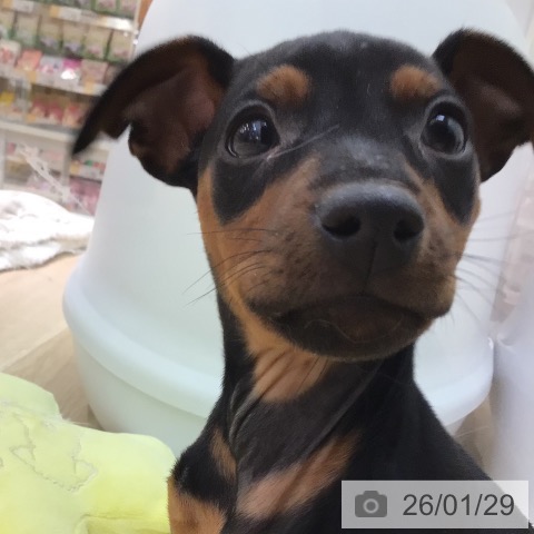 宮崎県のミニチュアピンシャー (ペットプラス 宮崎店/2025年11月27日生まれ/男の子/ブラックタン)の子犬の4枚目の画像