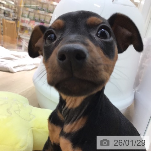 宮崎県のミニチュアピンシャー (ペットプラス 宮崎店/2025年11月27日生まれ/男の子/ブラックタン)の子犬の3枚目の画像