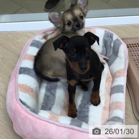 ミニチュア・ピンシャーの写真