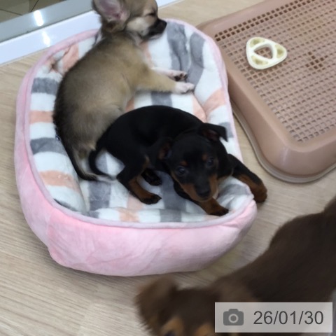 ミニチュア・ピンシャーの写真