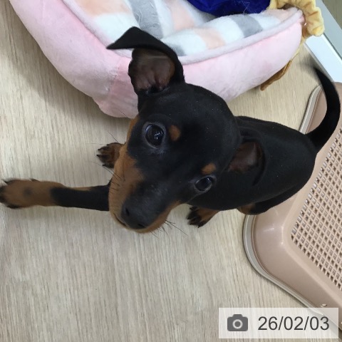 ミニチュア・ピンシャーの写真