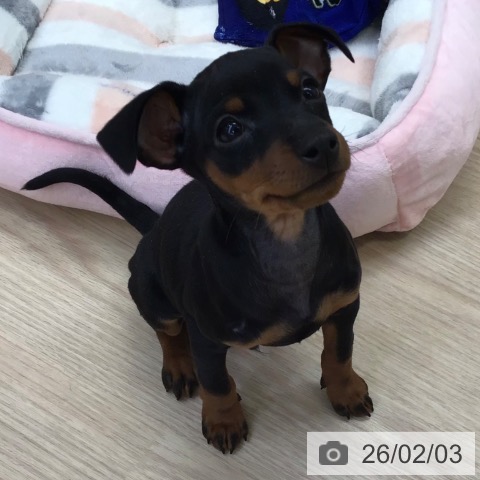 ミニチュア・ピンシャーの写真