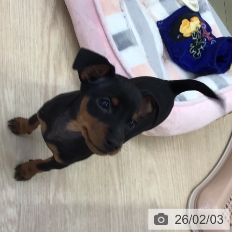 ミニチュア・ピンシャーの写真