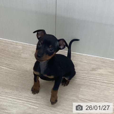 長崎県のミニチュアピンシャー (ペットプラス 長崎店/2025年11月27日生まれ/男の子/ブラックタン)の子犬の3枚目の画像