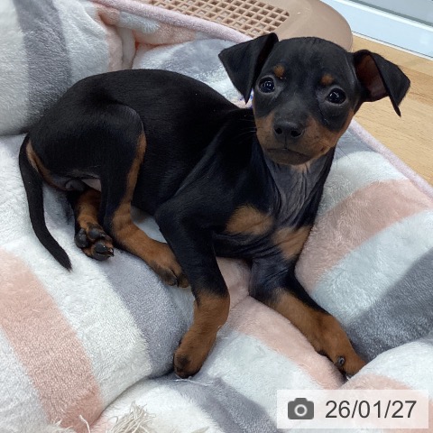 熊本県のミニチュアピンシャー (ペットプラス 熊本店/2025年11月27日生まれ/女の子/ブラックタン)の子犬の3枚目の画像