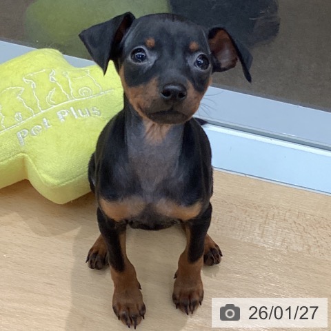 熊本県のミニチュアピンシャー (ペットプラス 熊本店/2025年11月27日生まれ/女の子/ブラックタン)の子犬の3枚目の画像