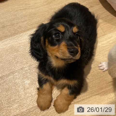 東京都のカニンヘンダックスフンド(ロング) (ペットプラス 東久留米店/2025年11月28日生まれ/男の子/ブラックタン)の子犬の4枚目の画像