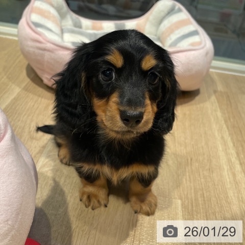 東京都のカニンヘンダックスフンド(ロング) (ペットプラス 東久留米店/2025年11月28日生まれ/男の子/ブラックタン)の子犬の3枚目の画像