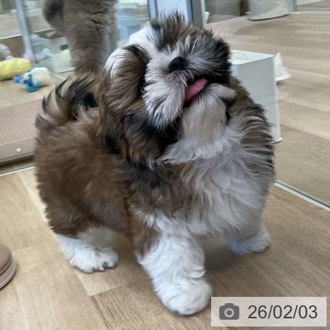 シー・ズーの写真