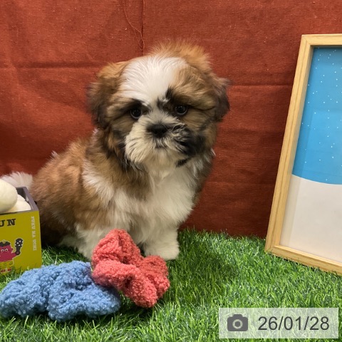 千葉県のシーズー (ペットプラス コトエ流山おおたかの森店/2025年11月23日生まれ/男の子/ゴールドホワイト)の子犬の4枚目の画像